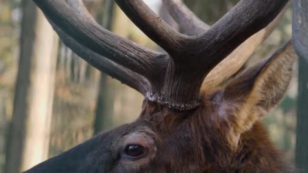 Gros plan de la tête, des yeux et des cornes de cerfs wapiti de wapiti dans les bois. 