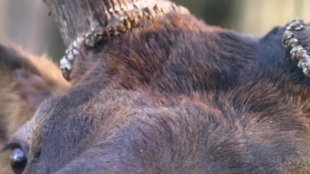 Primer Plano Gran Alce Wapiti Ciervos Cabeza Ojo Cuernos Bosque — Vídeo de stock