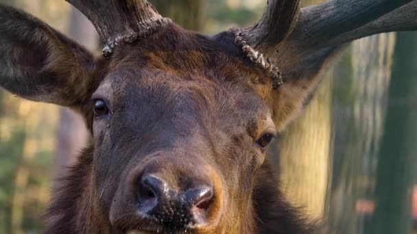 Großaufnahme Großer Elchwapiti Hirschkopf Auge Und Hörner Wald — Stockvideo