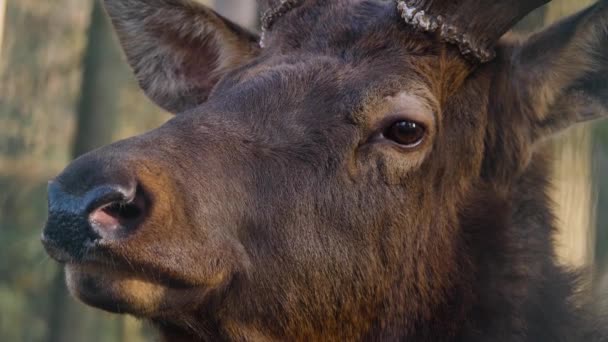 Close Large Elk Wapiti Deer Head Eye Horns Woods — Stock Video