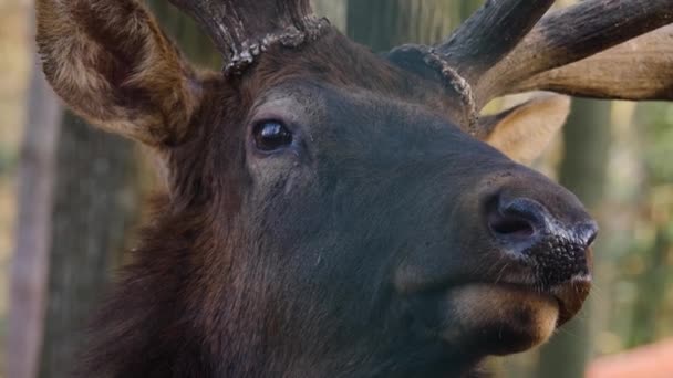 Närbild Stora Älg Wapiti Rådjur Huvud Öga Och Horn Skogen — Stockvideo