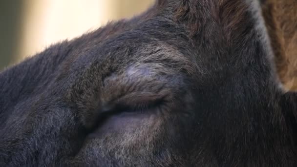 Close Large Elk Wapiti Deer Head Eye Horns Woods — Stock Video