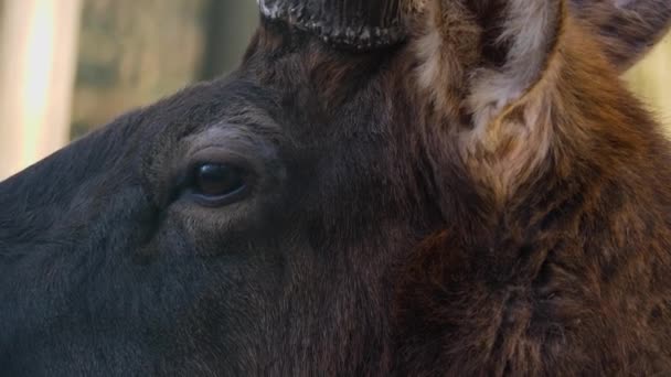Gros plan de la tête, des yeux et des cornes de cerfs wapiti de wapiti dans les bois. 