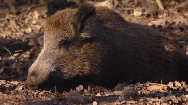 Primo Piano Del Maialino Cinghiale Selvatico Che Cerca Terra — Video Stock