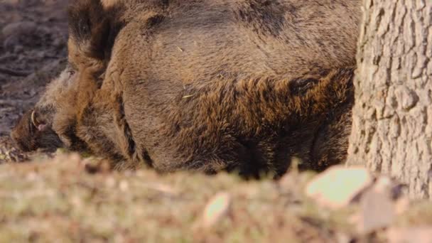 Close Wild Male Boar Pig Searching Ground — Stock Video