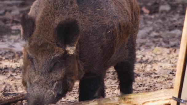 Gros Plan Cochon Sanglier Mâle Sauvage Fouillant Sol — Video