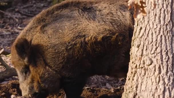 Acercamiento Jabalí Macho Salvaje Buscando Suelo — Vídeos de Stock