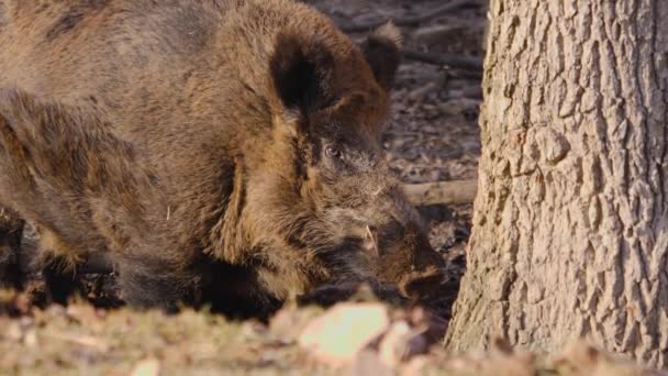 Primo Piano Del Maialino Cinghiale Selvatico Che Cerca Terra — Video Stock