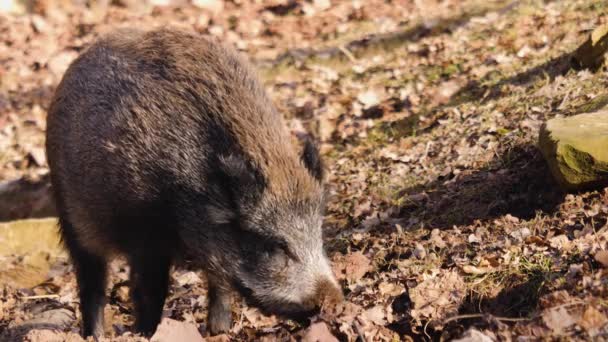 Close Wild Male Boar Pig Searching Ground — Stock Video