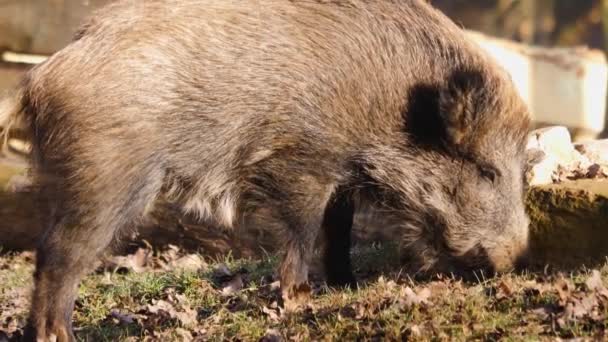 Close Wild Male Boar Pig Searching Ground — Stock Video