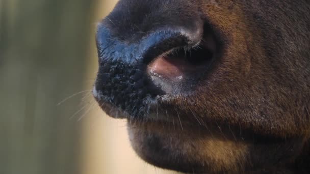 Närbild Stora Älg Wapiti Rådjur Huvud Öga Och Horn Skogen — Stockvideo