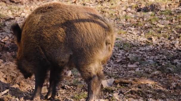 Gros Plan Cochon Sanglier Mâle Sauvage Fouillant Sol — Video