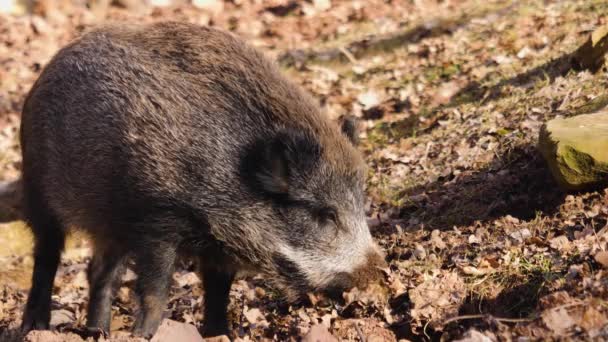 地面を検索する野生のオスのイノシシの豚のクローズアップ — ストック動画