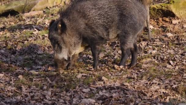 Acercamiento Jabalí Macho Salvaje Buscando Suelo — Vídeo de stock