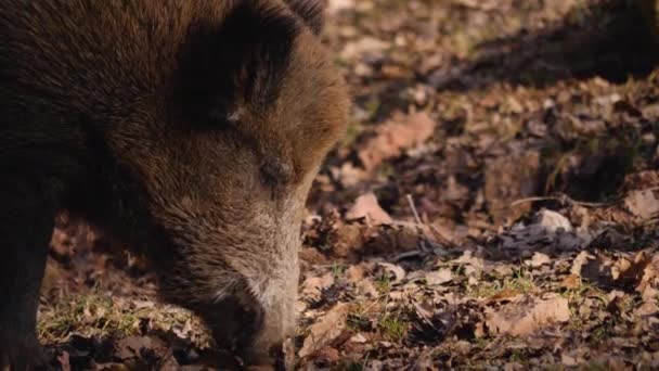 Menutup Babi Hutan Jantan Liar Mencari Tanah — Stok Video