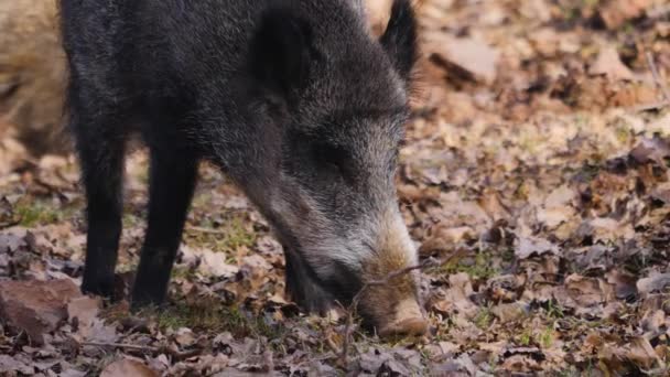 地面を検索する野生のオスのイノシシの豚のクローズアップ — ストック動画