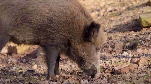 Großaufnahme Von Wildschweinmännchen Die Den Boden Absuchen — Stockvideo
