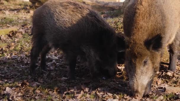 Zblízka Divočáka Kopat Hlíně Podzim Slunečného Dne — Stock video