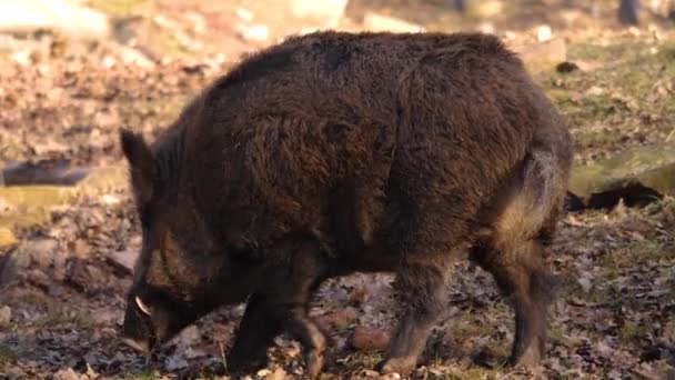 在阳光明媚的秋天 野猪在泥土中挖地 — 图库视频影像