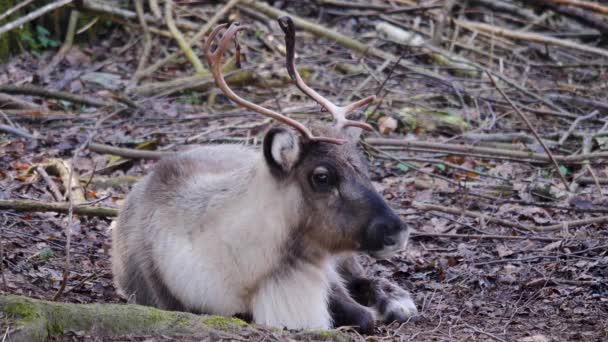 Close Reindeer Ground Woods — Stock Video