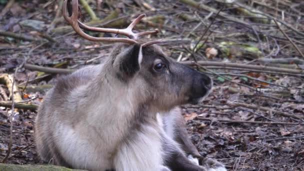 Gros Plan Rennes Sol Dans Les Bois — Video