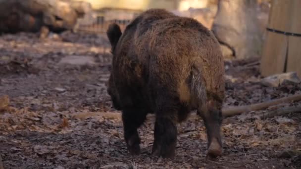 Sluiten Van Wilde Zwijnen Herfst Een Zonnige Dag — Stockvideo