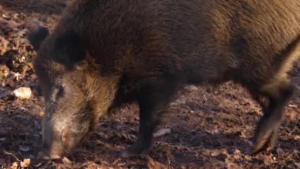 Close Wild Boar Digging Dirt Autumn Sunny Day — Stock Video