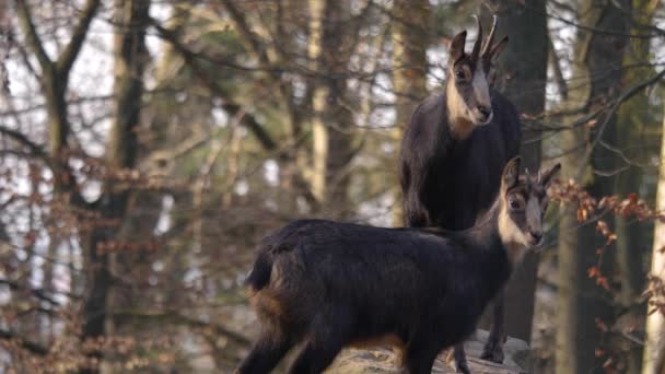 Primo Piano Camosci Nel Bosco Cerca Cibo — Video Stock