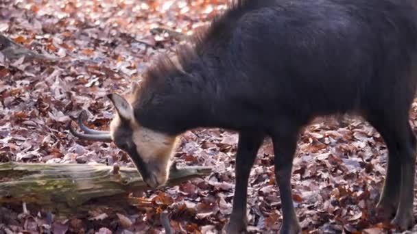 森林里寻找食物的雪貂的近身 — 图库视频影像