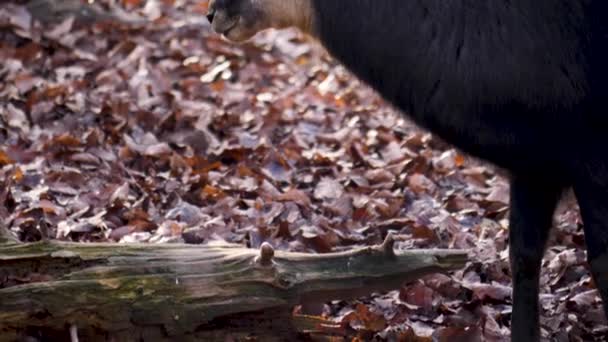 Nahaufnahme Von Gämsen Wald Einem Sonnigen Herbsttag — Stockvideo