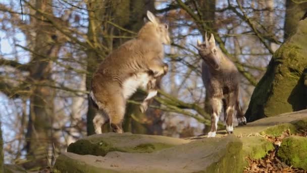 Gros Plan Deux Bouquetins Alpins Battant Sur Rocher Automne Par — Video