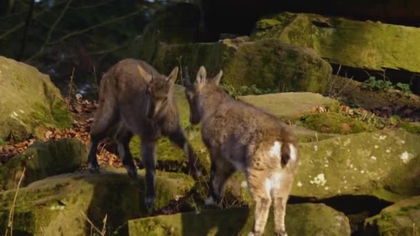 Közelkép Két Alpesi Ibex Harcol Egy Sziklán Ősszel Egy Napsütéses — Stock videók