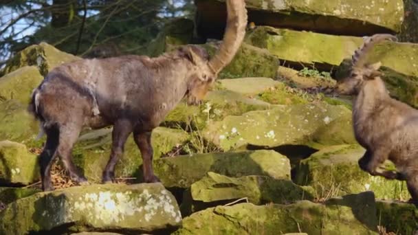 Κοντινό Πλάνο Δύο Αλπικών Ibex Αγωνίζονται Ένα Βράχο Φθινόπωρο Μια — Αρχείο Βίντεο