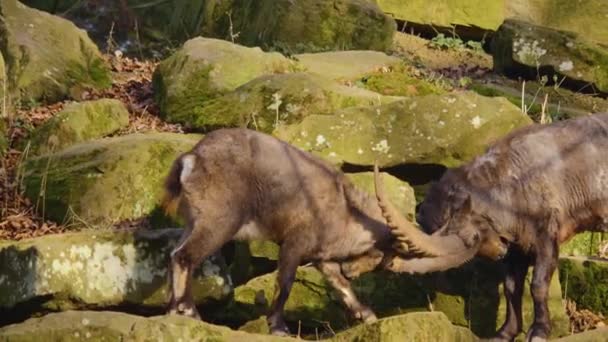 Close Dois Alpinos Ibex Lutando Uma Rocha Outono Dia Ensolarado — Vídeo de Stock