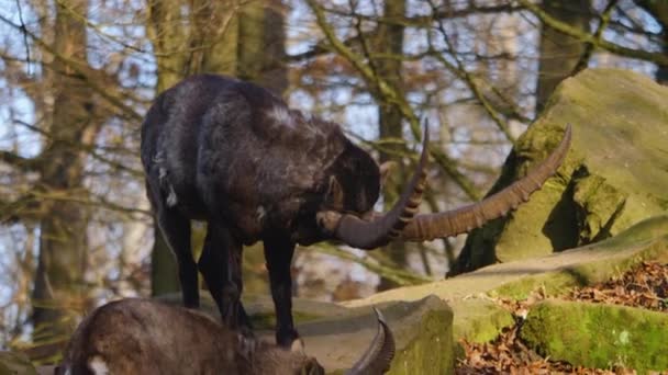 Gros Plan Deux Bouquetins Alpins Battant Sur Rocher Automne Par — Video