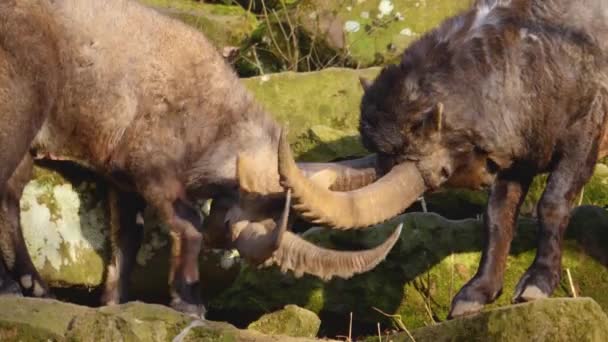 Κοντινό Πλάνο Δύο Αλπικών Ibex Αγωνίζονται Ένα Βράχο Φθινόπωρο Μια — Αρχείο Βίντεο
