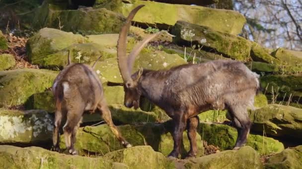Close Dois Alpinos Ibex Lutando Uma Rocha Outono Dia Ensolarado — Vídeo de Stock