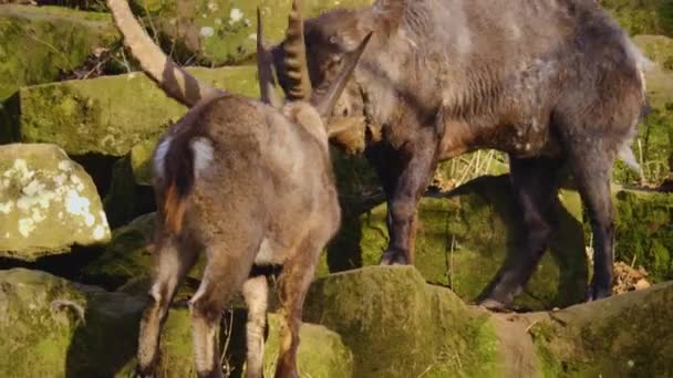 Dekat Dari Dua Ibex Alpine Berjuang Atas Batu Musim Gugur — Stok Video