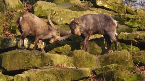 Κοντινό Πλάνο Δύο Αλπικών Ibex Αγωνίζονται Ένα Βράχο Φθινόπωρο Μια — Αρχείο Βίντεο