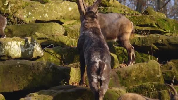 Közelkép Két Alpesi Ibex Harcol Egy Sziklán Ősszel Egy Napsütéses — Stock videók