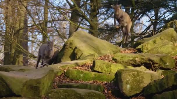 Zbliżenie Dwóch Alpejskich Ibex Walczących Skale Jesienią Słoneczny Dzień — Wideo stockowe