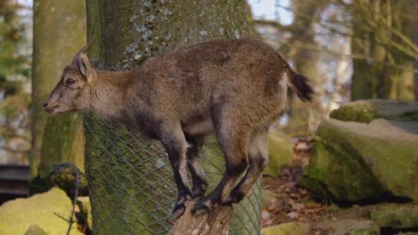 Κοντινό Πλάνο Ενός Αλπικού Ibex Στέκεται Ένα Κούτσουρο Δέντρο — Αρχείο Βίντεο