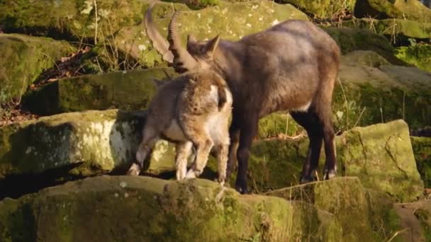 Close Van Twee Alpiene Steenbokken Vechten Een Rots Herfst Een — Stockvideo