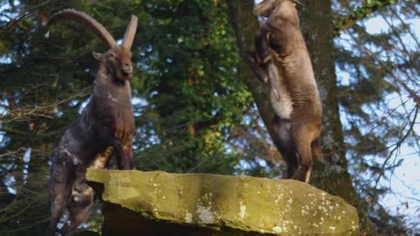 Κοντινό Πλάνο Δύο Αλπικών Ibex Αγωνίζονται Στην Κορυφή Ενός Βράχου — Αρχείο Βίντεο