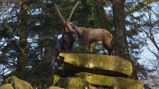 Close Van Twee Alpiene Steenbokken Vechten Een Rots Herfst Een — Stockvideo