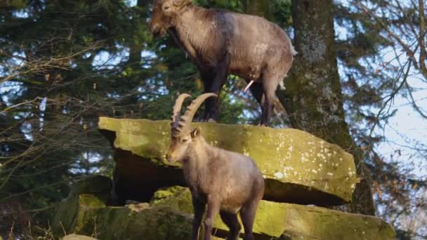 Közelkép Két Alpesi Ibex Harcol Egy Szikla Tetején Ősszel Egy — Stock videók