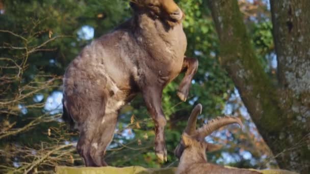Gros plan de deux bouquetins alpins se battant sur un rocher en automne par une journée ensoleillée
