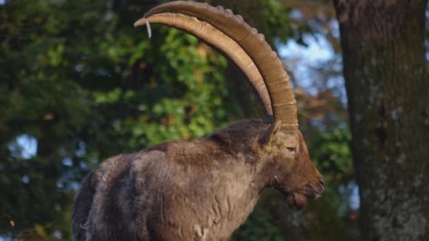 Κοντινό Πλάνο Δύο Αλπικών Ibex Αγωνίζονται Στην Κορυφή Ενός Βράχου — Αρχείο Βίντεο