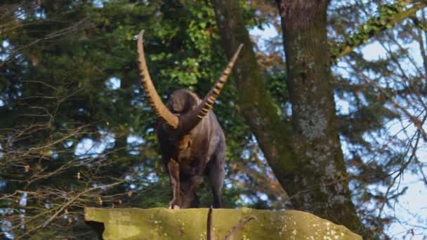 Κοντινό Πλάνο Δύο Αλπικών Ibex Αγωνίζονται Στην Κορυφή Ενός Βράχου — Αρχείο Βίντεο