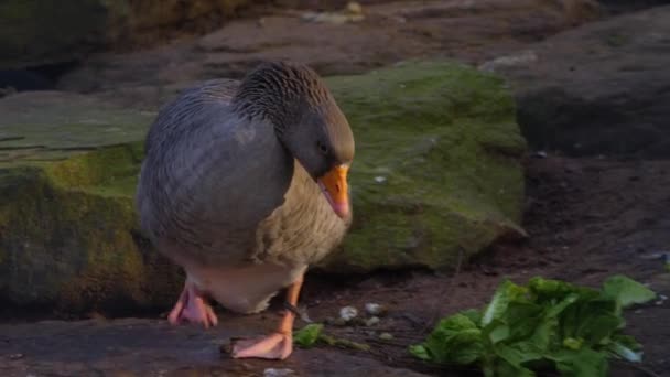 Close Two Geese Walking Rocks — Stock Video